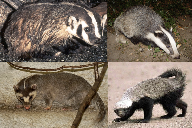 What family of animals are badgers?