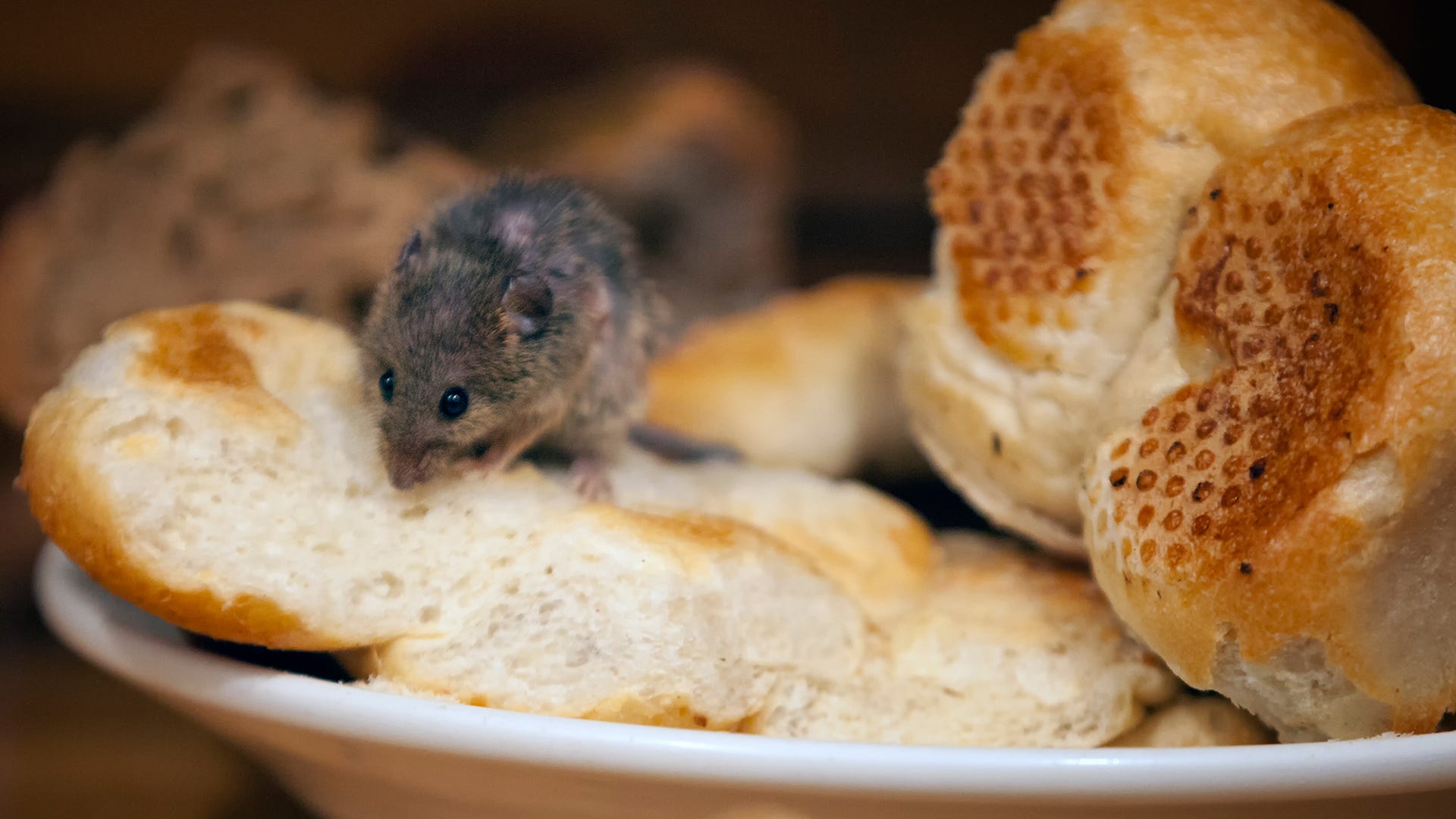 What food attracts mice most?