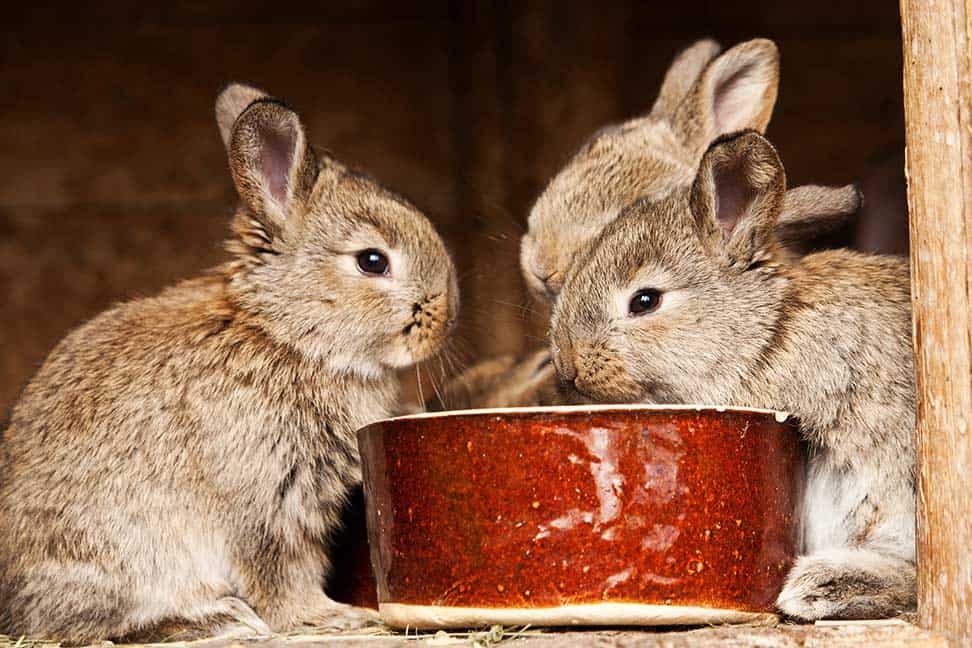 What foods kills rabbits instantly?