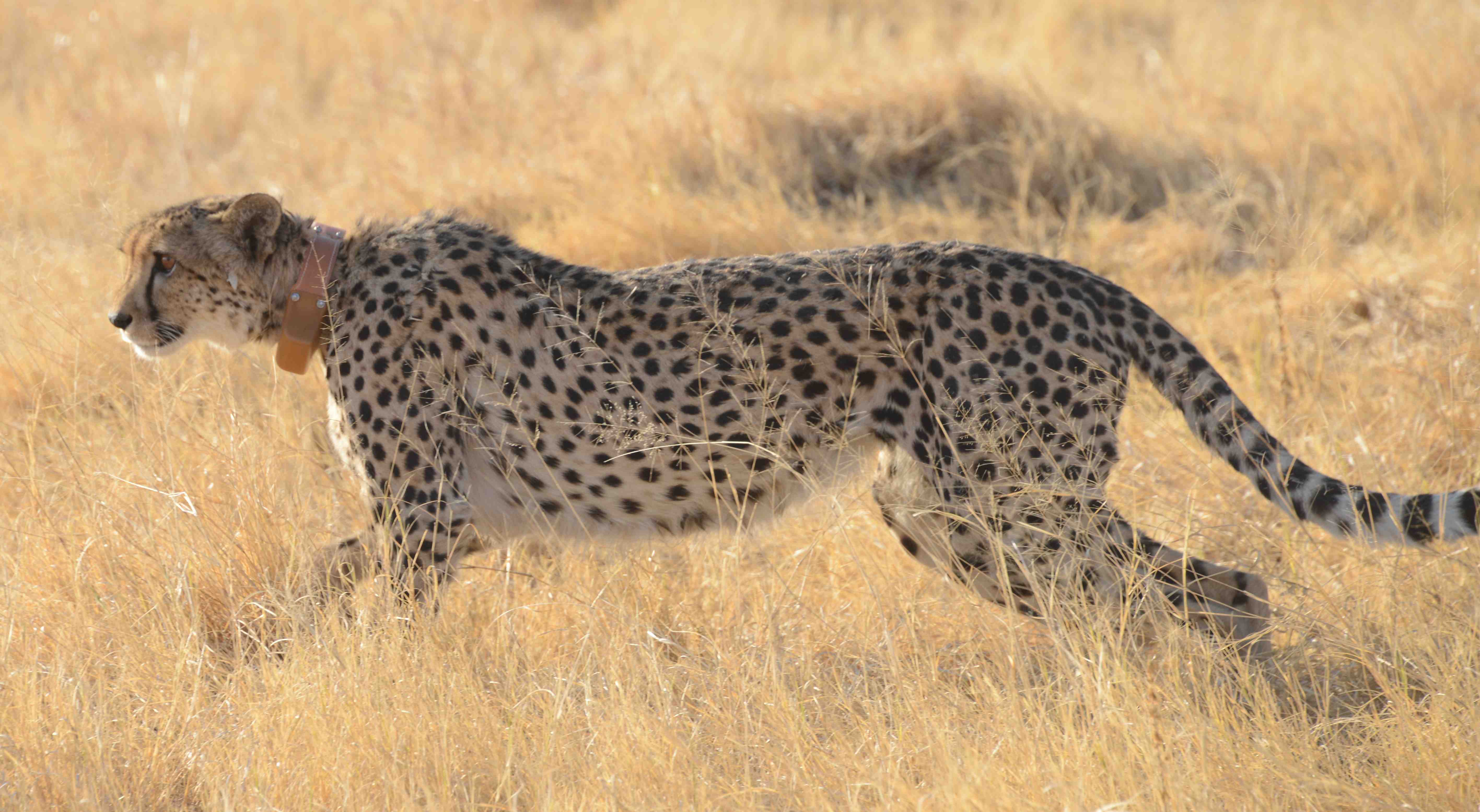 What form of energy is being used when a cheetah runs?