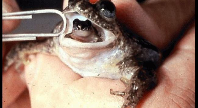 What frog gives birth from its mouth?
