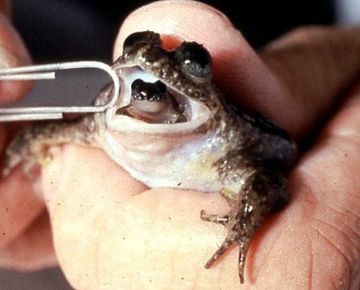 What frog gives birth through its mouth?
