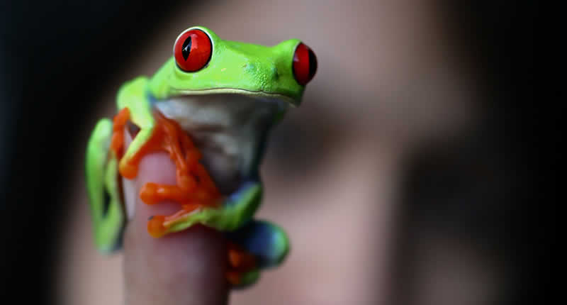 What Frogs make good pets for kids?