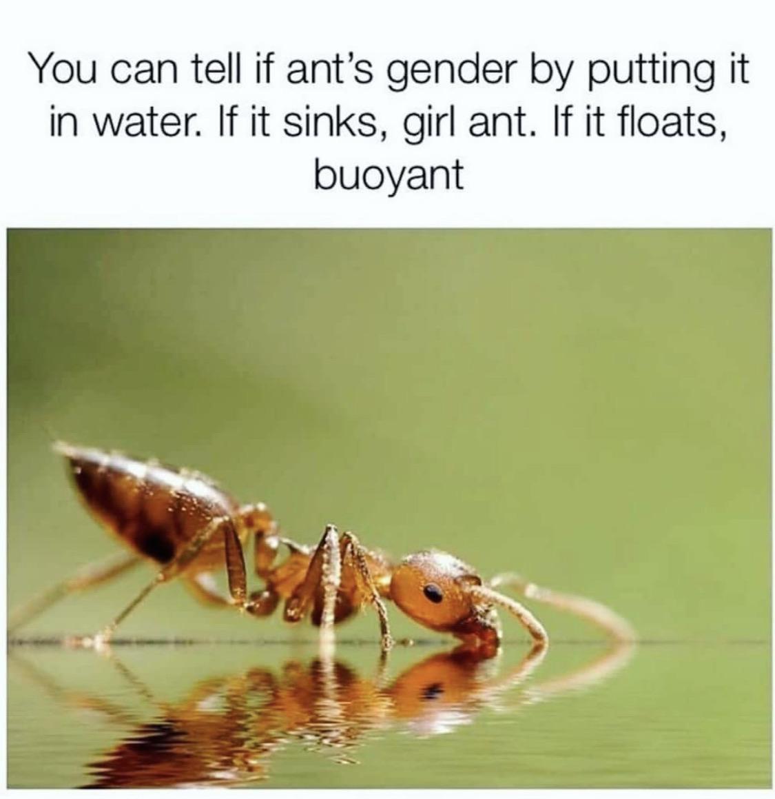 What gender is ants?