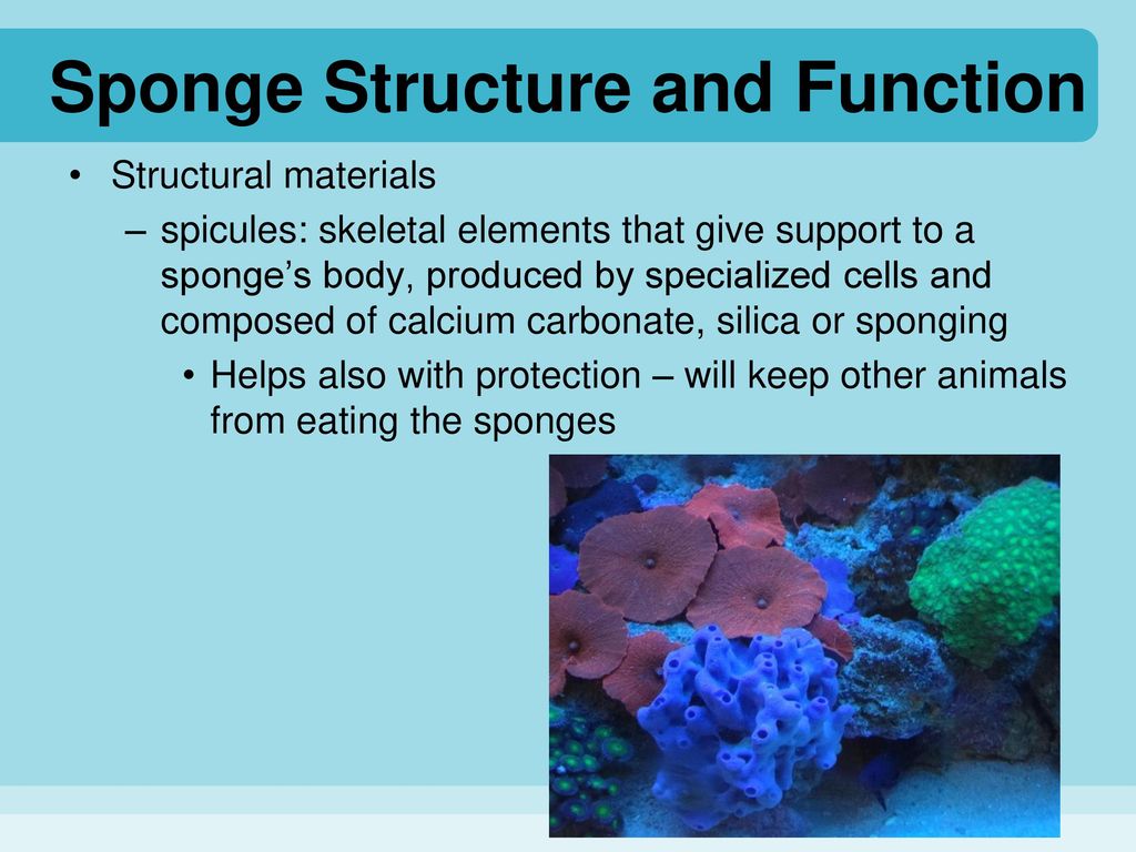 What gives sponges their stiff structure? [2022] 🐬
