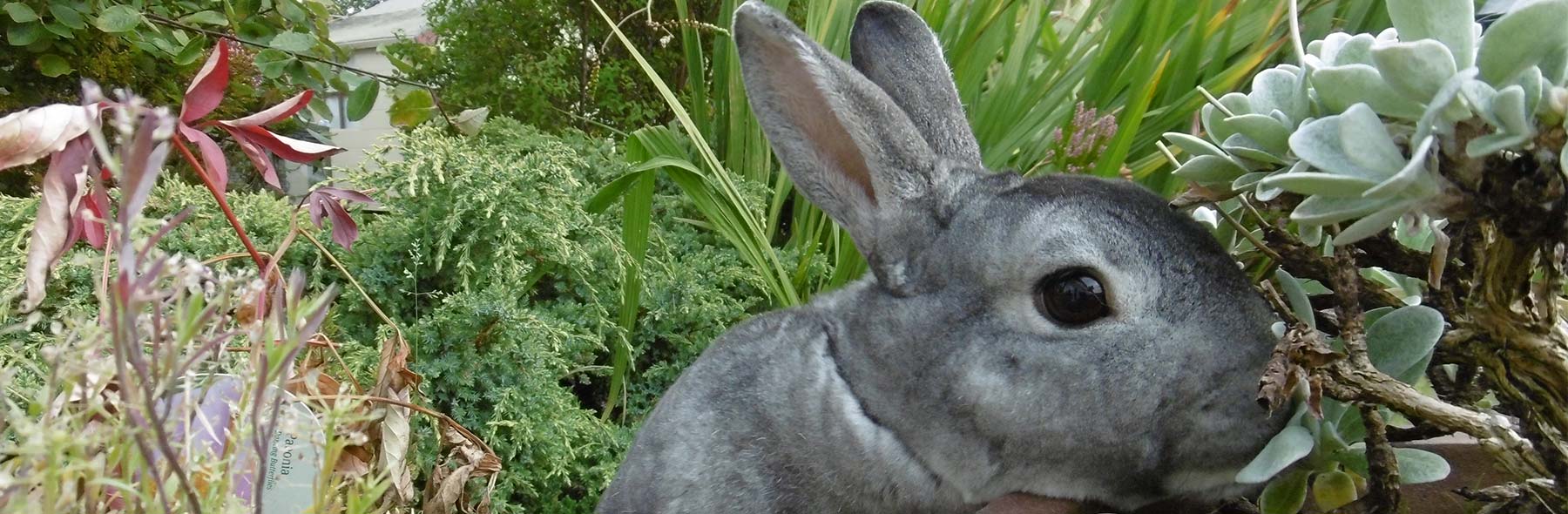 What greens are poisonous to rabbits?