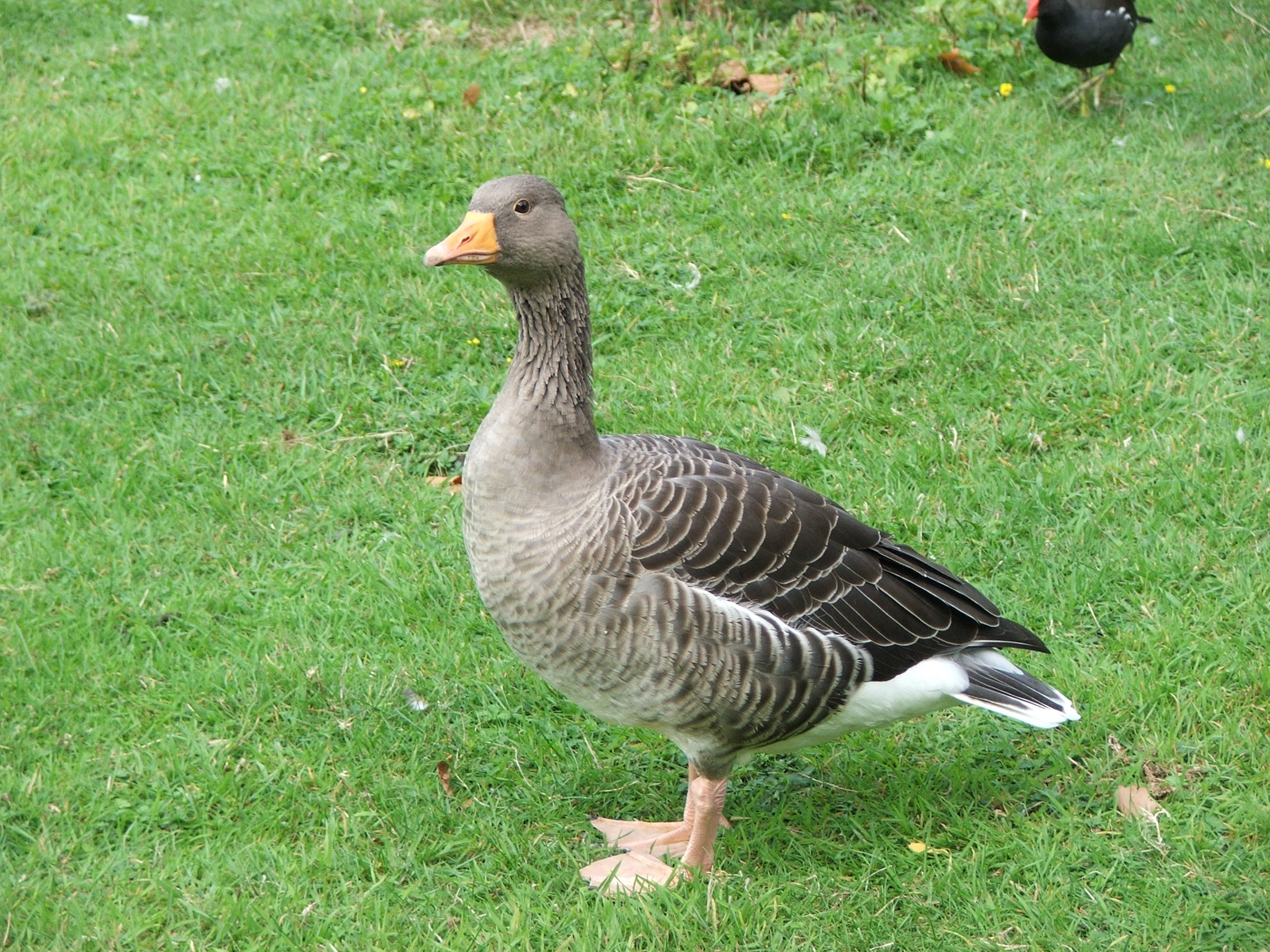 What group of animals is called a gander?