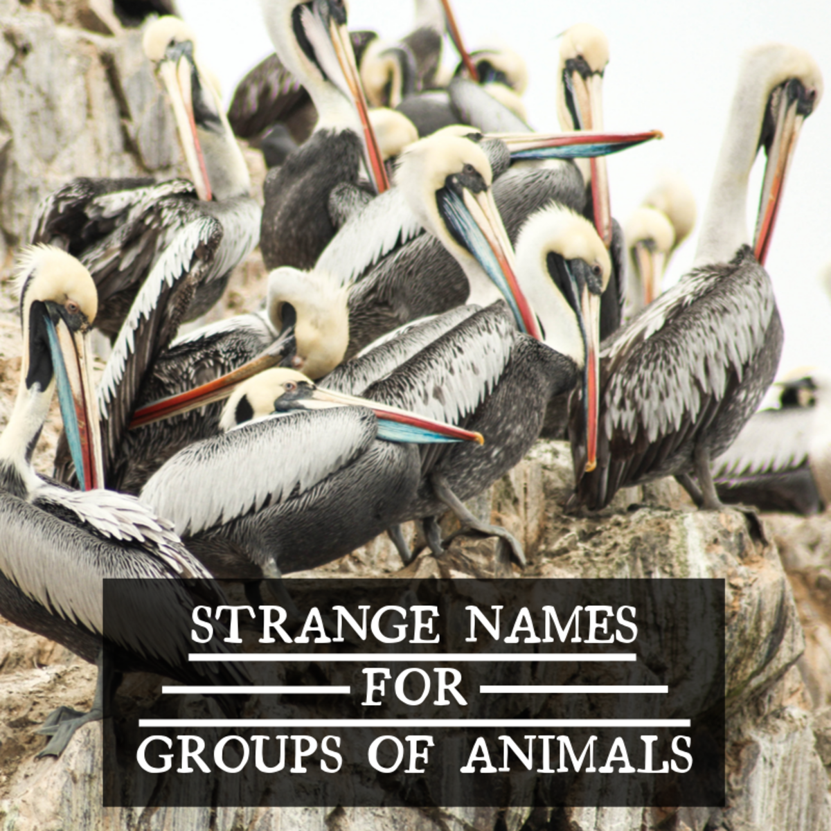 What group of animals is called a parcel?