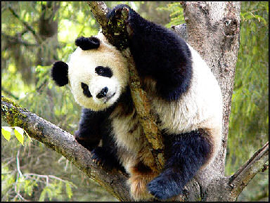 What habits do pandas have?