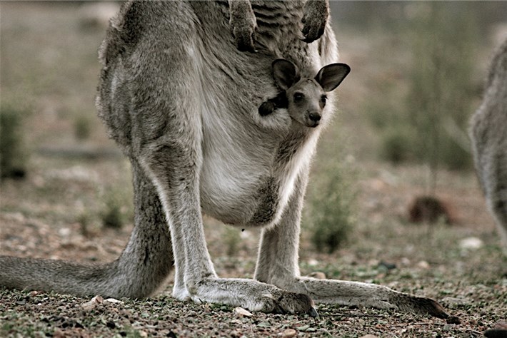 What happens if a baby kangaroo doesn't make it to the pouch?