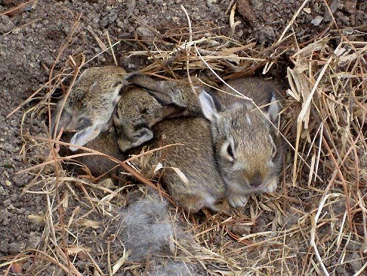 What happens if a baby rabbit is alone at night?