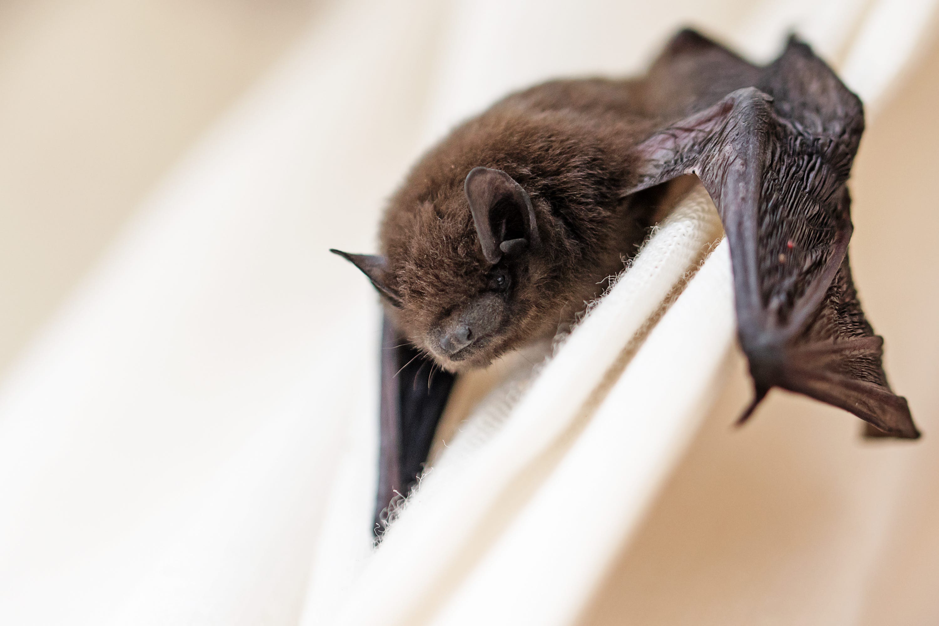 What happens if a bat doesn't catch her baby?