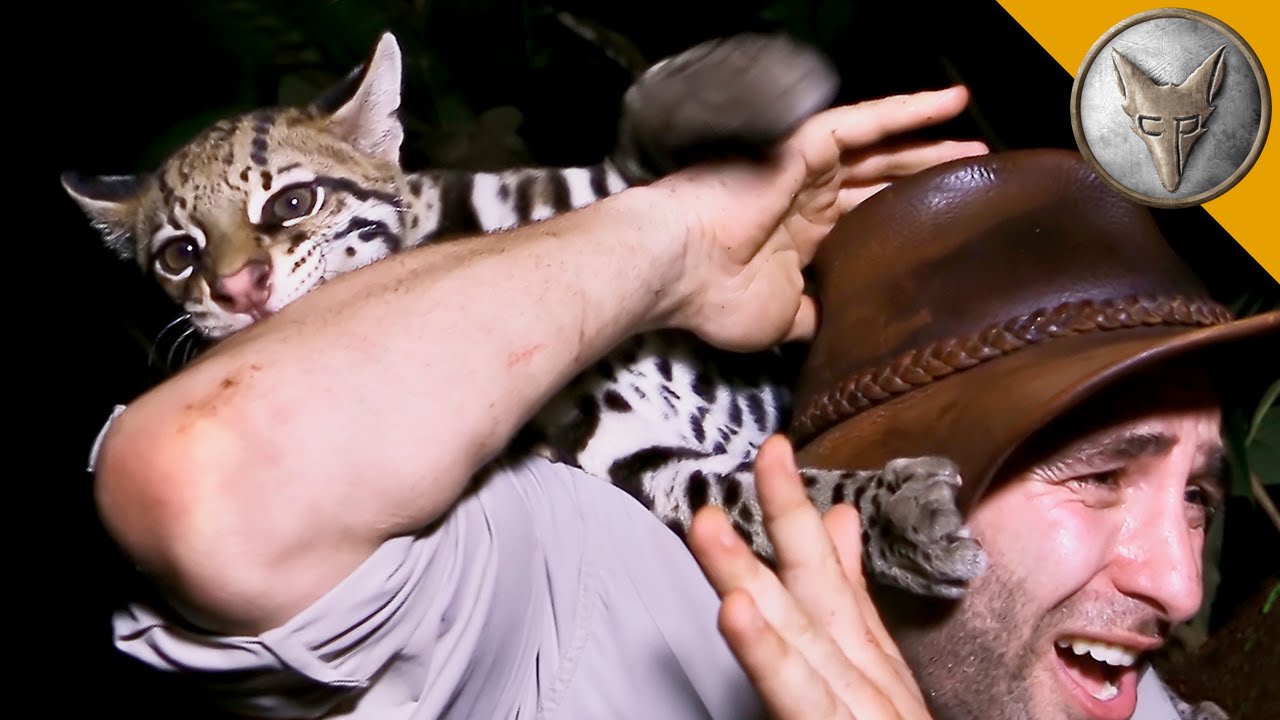 What happens if a dog attacks an ocelot?
