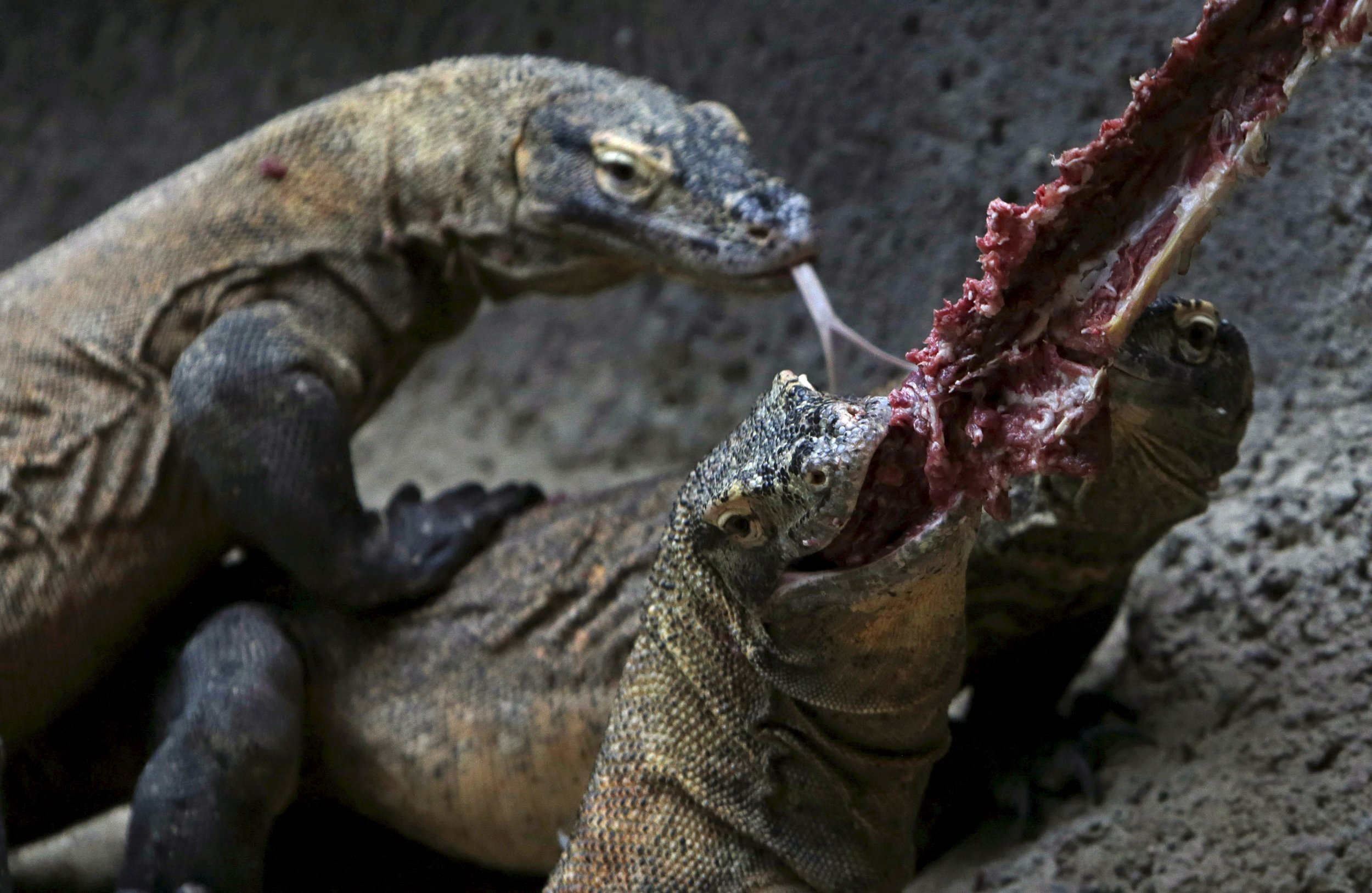 What happens if a Komodo dragon bites a human?