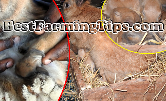 What happens if a mother rabbit does not breastfeed her babies?