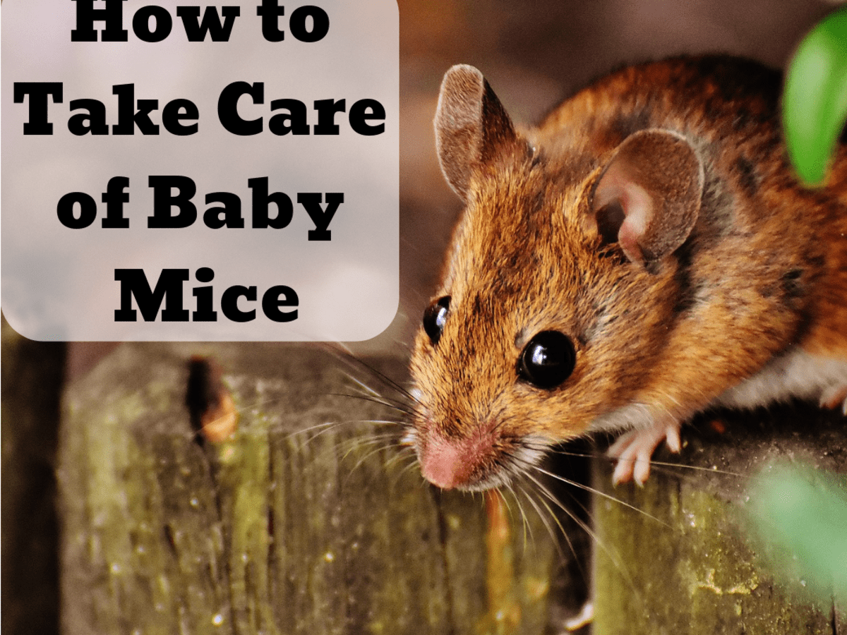 What happens if a mouse doesn't take care of her babies?