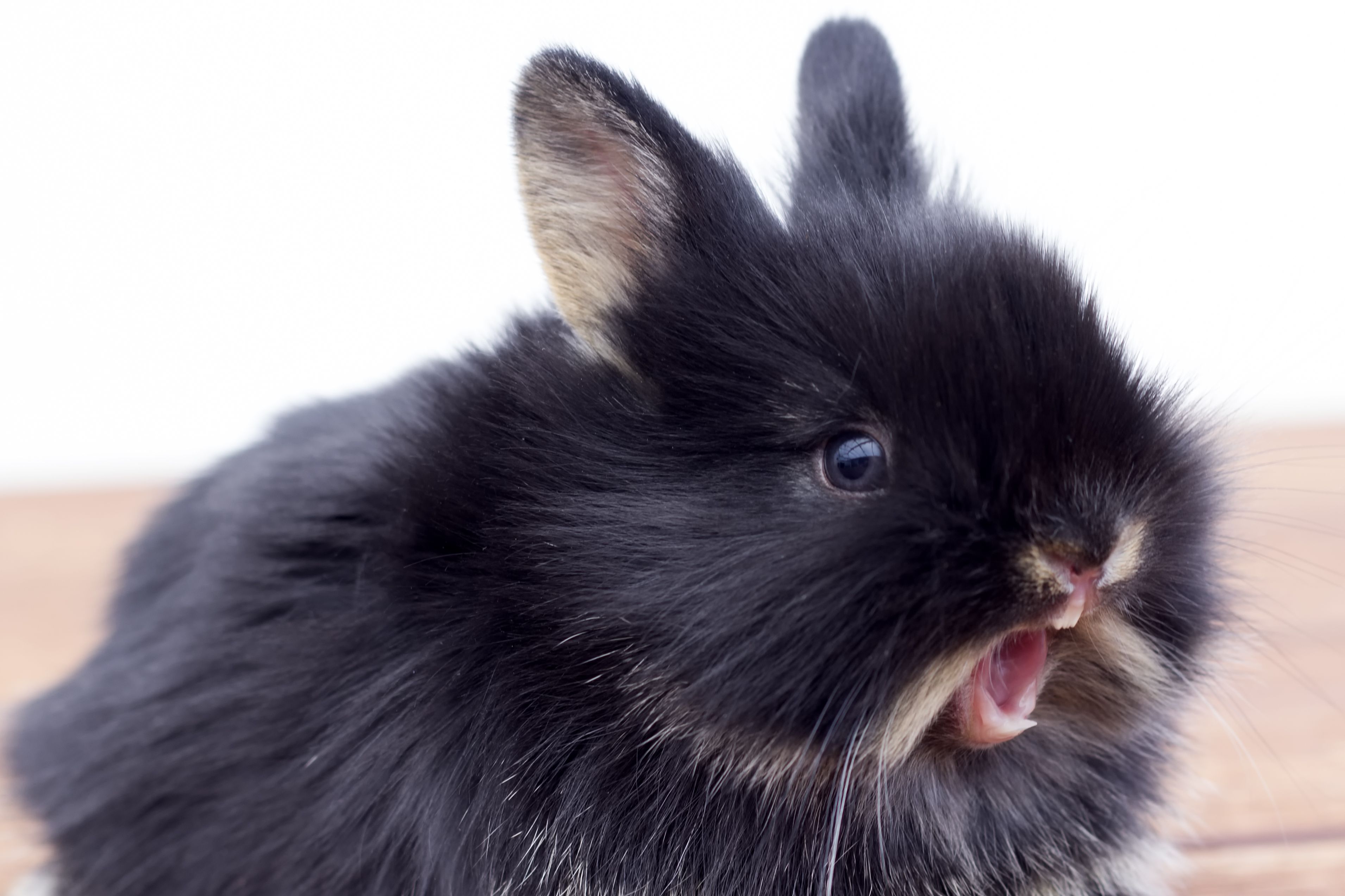 What happens if a rabbit has too big of a tooth?