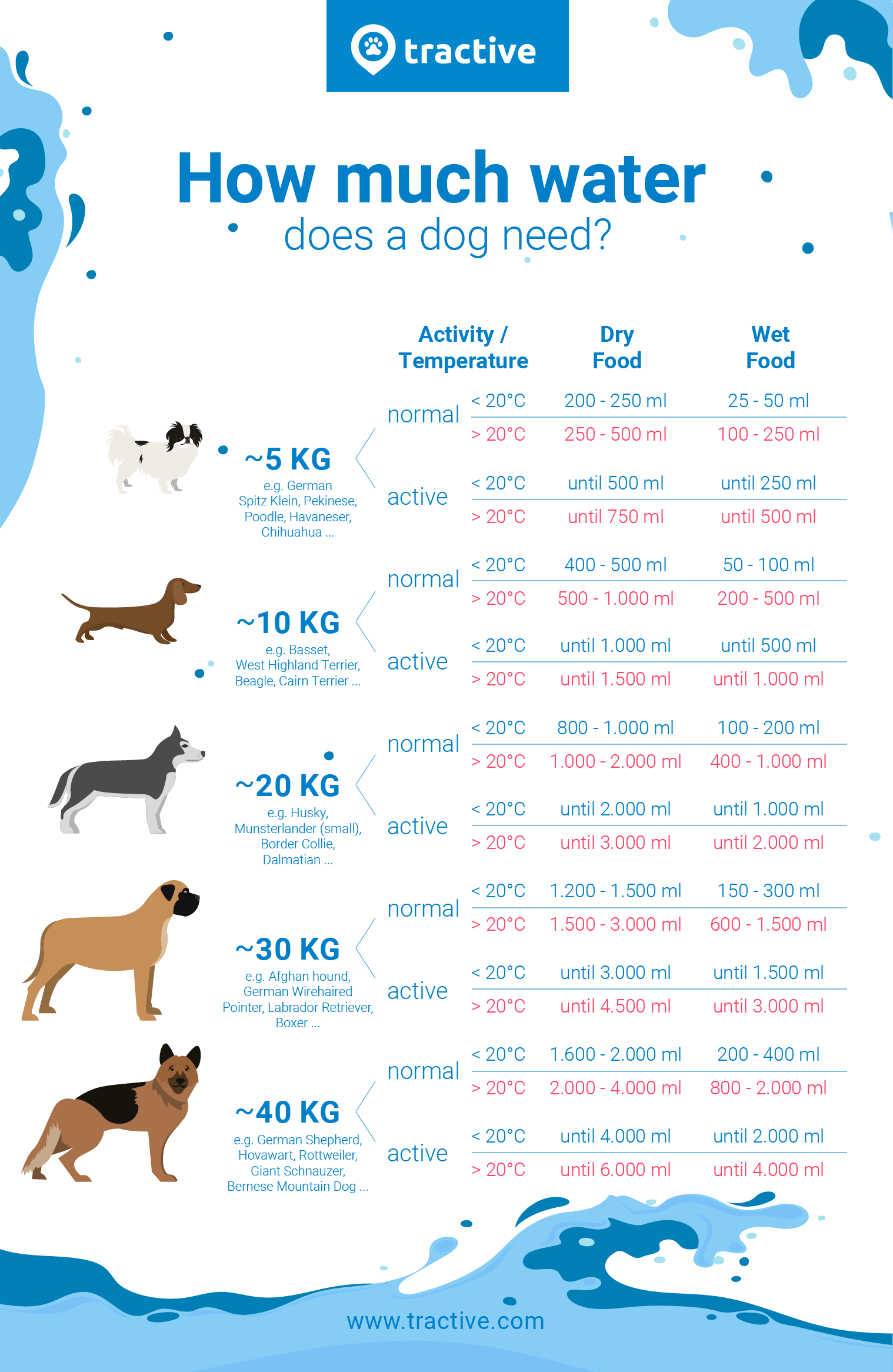 What happens if a small dog drinks too much water?