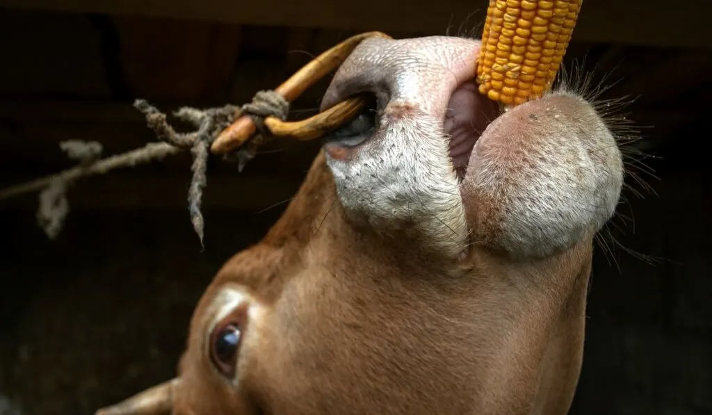 What happens if cows eat too much corn?