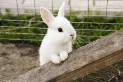 What happens if you have a single Baby Rabbit?