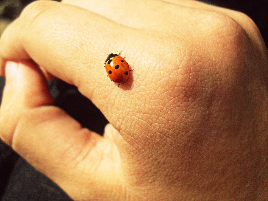 What happens if you kill a red ladybug?