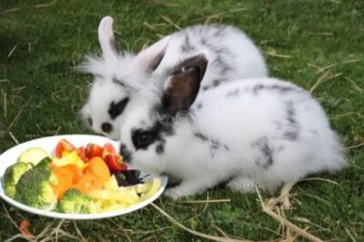 What happens if you overfeed a baby rabbit?