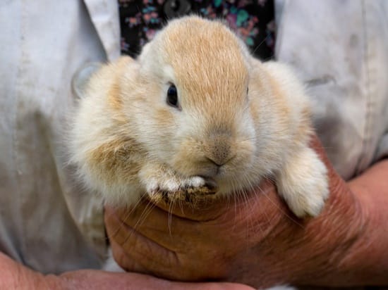 What happens if you pick up a baby bunny?