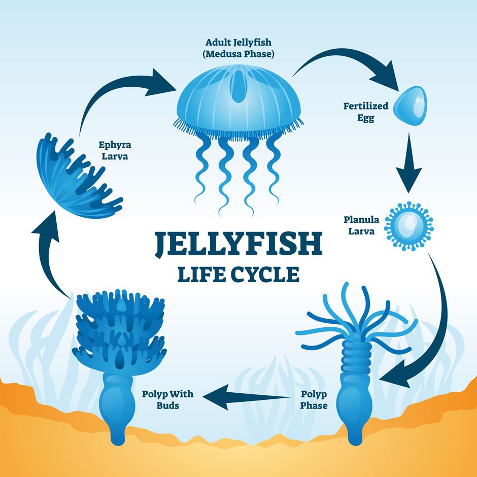 What happens to a jellyfish when it dies?