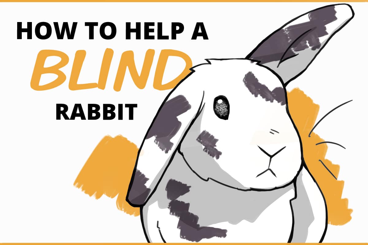 What happens to a rabbit when it goes blind?