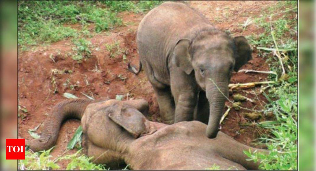 What happens to baby elephants when the mother dies?