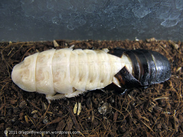 What happens to cockroaches during molting?