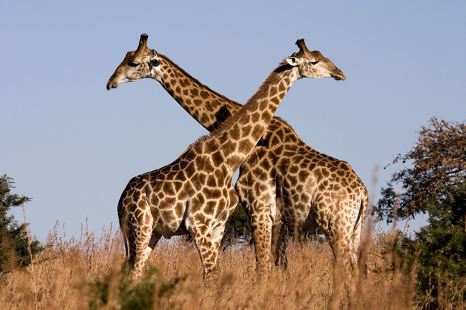 What happens to the blood pressure in a giraffe's neck when it stoops to drink?
