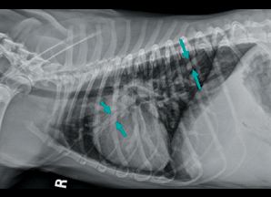 What happens when a dog has high pulmonary hypertension?