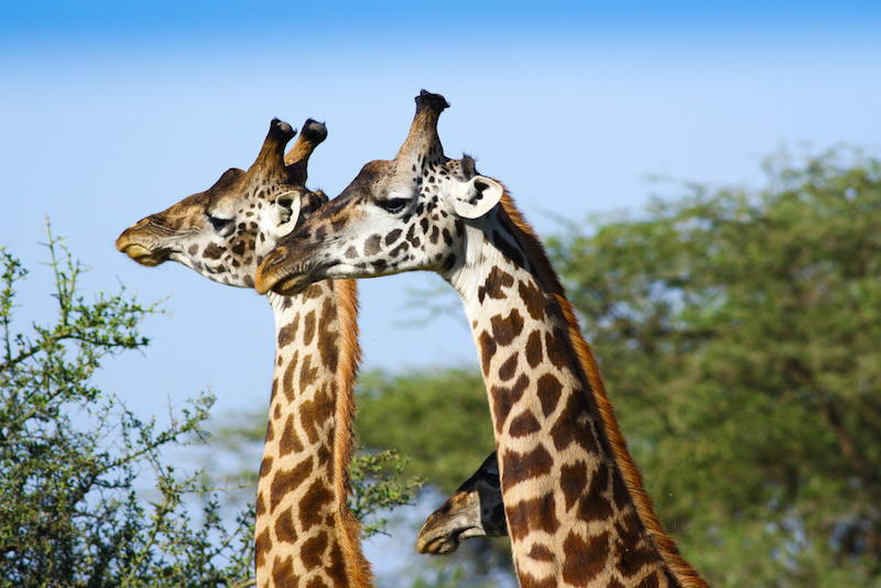 What happens when a giraffe lifts its head?