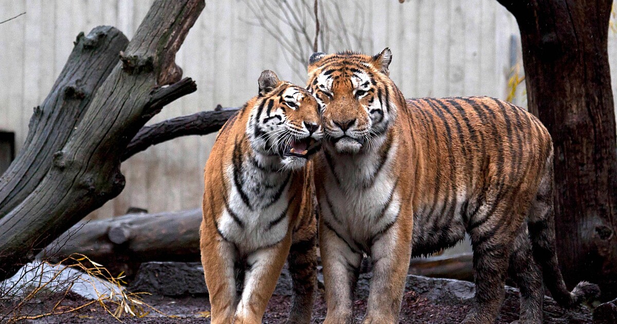 What happens when a tigress and a Tiger Meet?