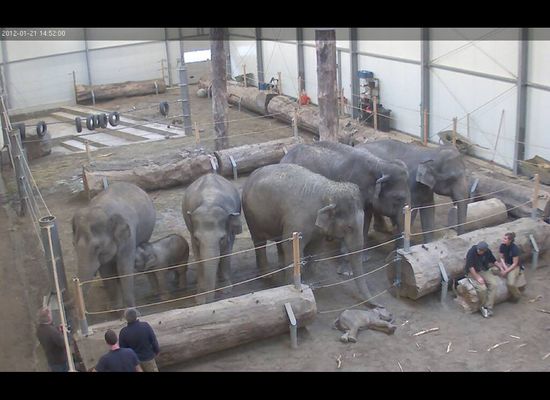 What happens when an elephant dies in a herd?