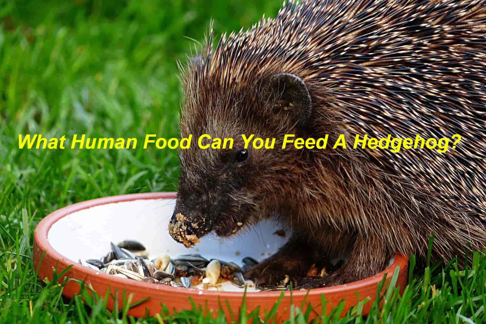 What human food can hedgehogs eat?