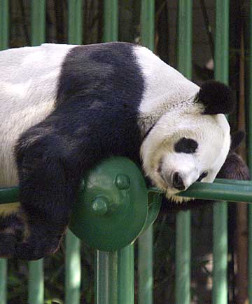 What if Xin Xin gives birth to a mexican panda?