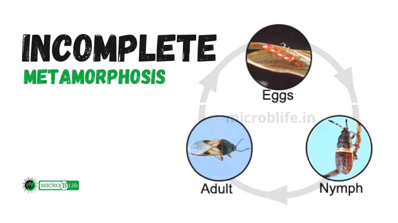 What insects undergo incomplete metamorphosis?