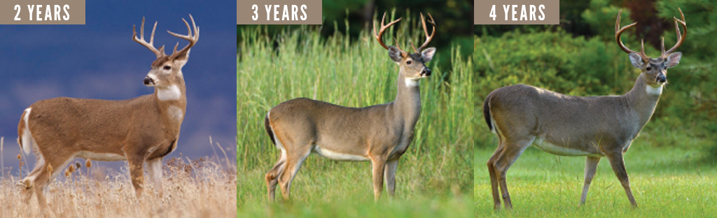 What is a 2 year old deer called? [2022] 🐬 | Animalia-life.club