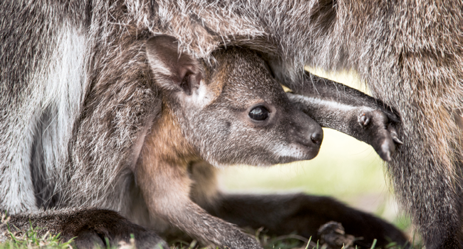 What is a baby kangaroo session?