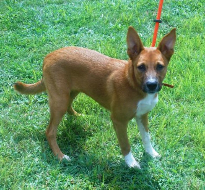 What is a Basenji mixed with?