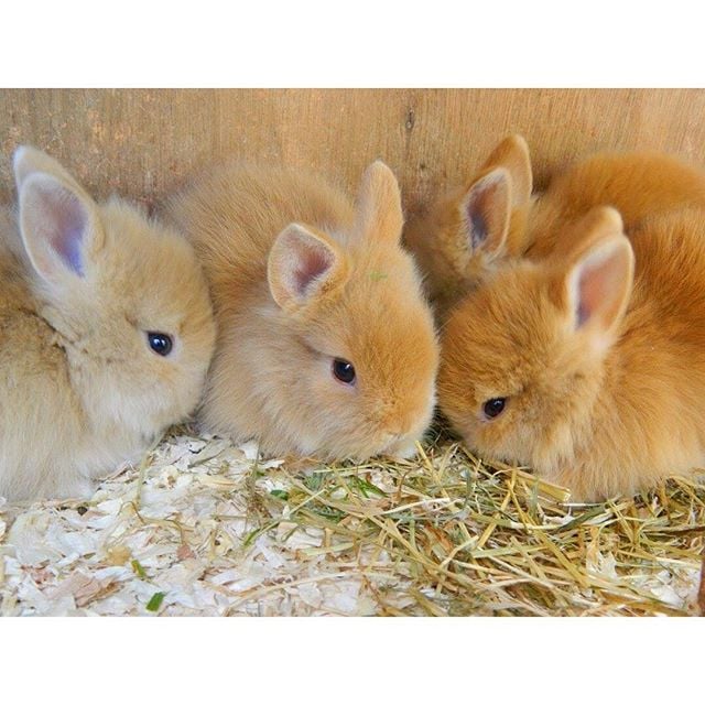 What is a bundle of rabbits called?