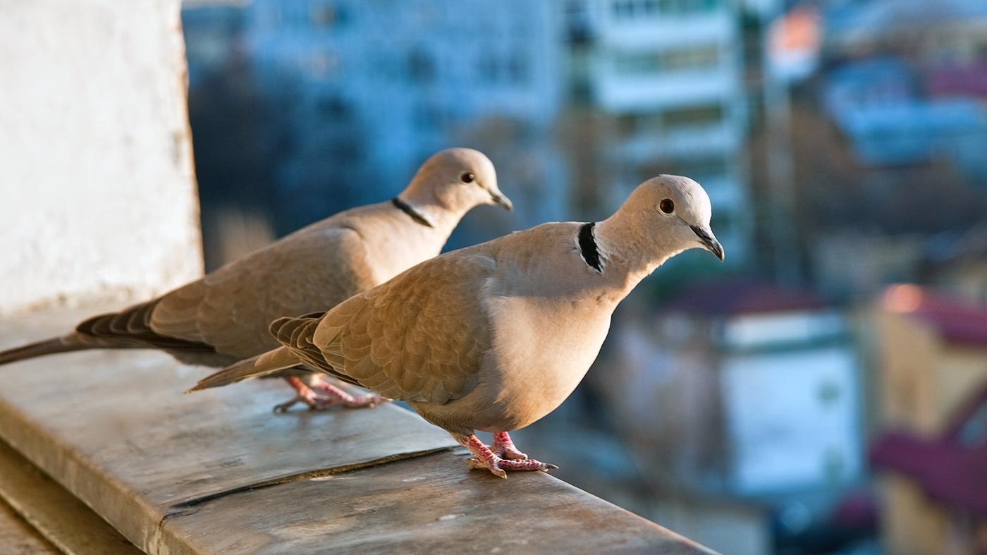 What is a collection of doves called?