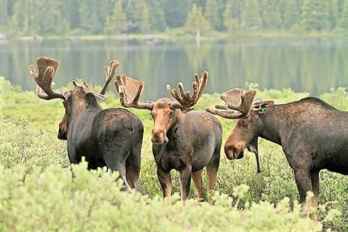 What is a collection of moose called?
