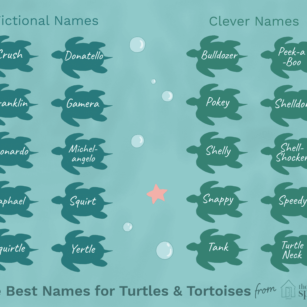 What is a common name for a turtle?