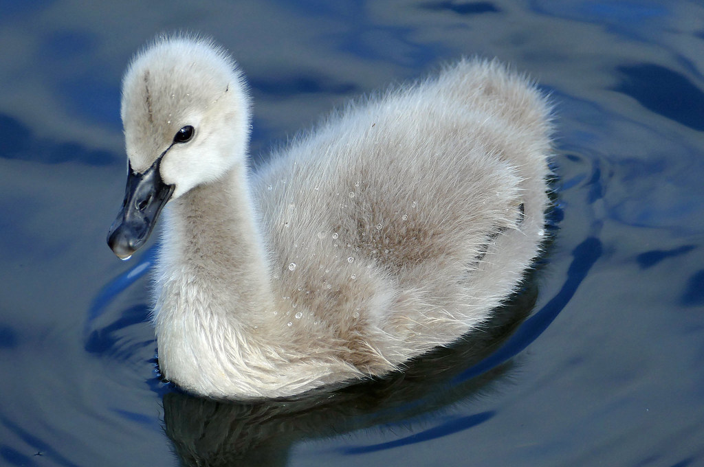 What is a cygnet Swan?