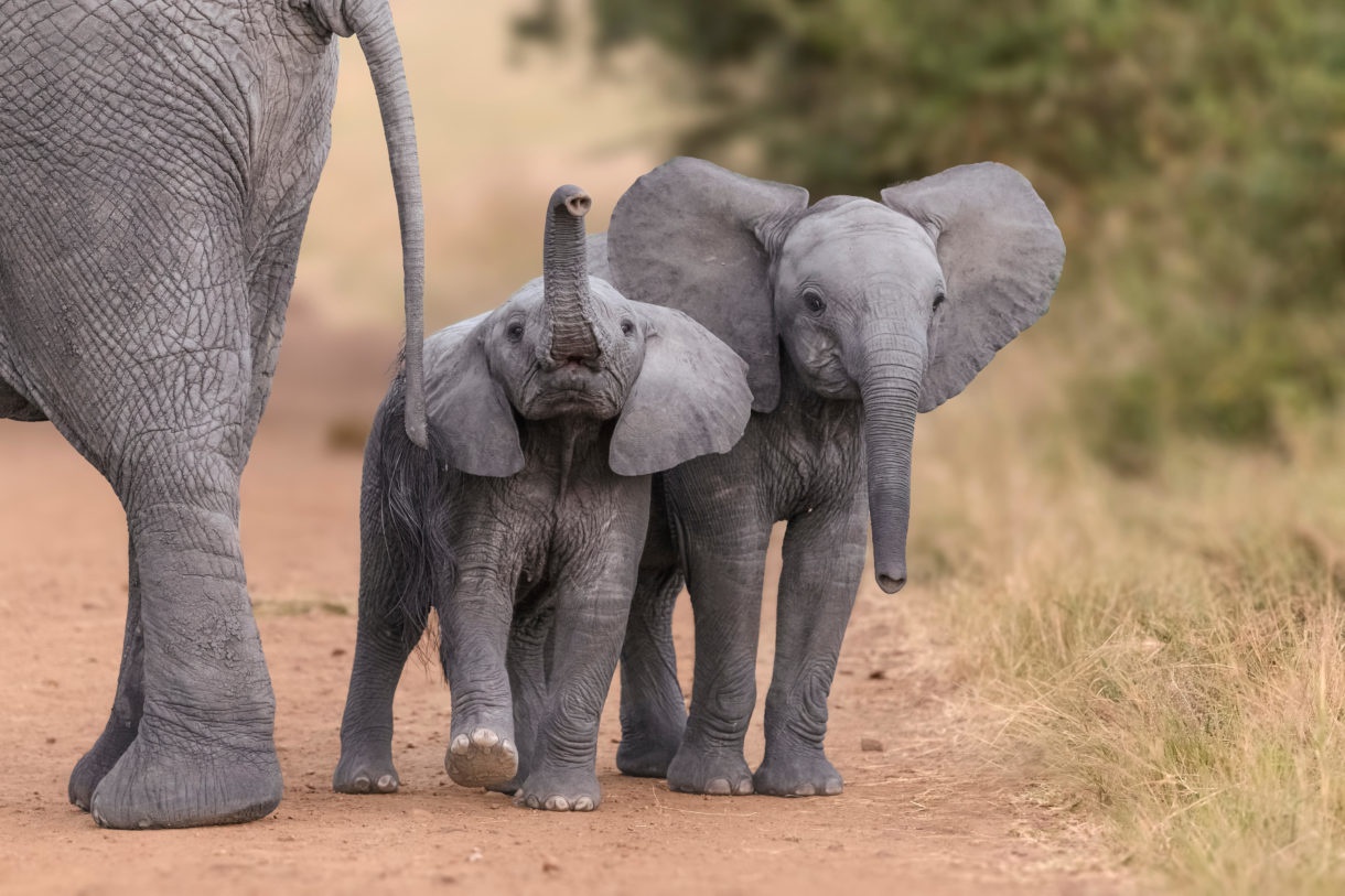 What is a daddy elephant called?