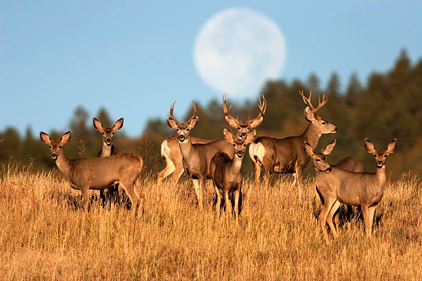 What is a deer herd?
