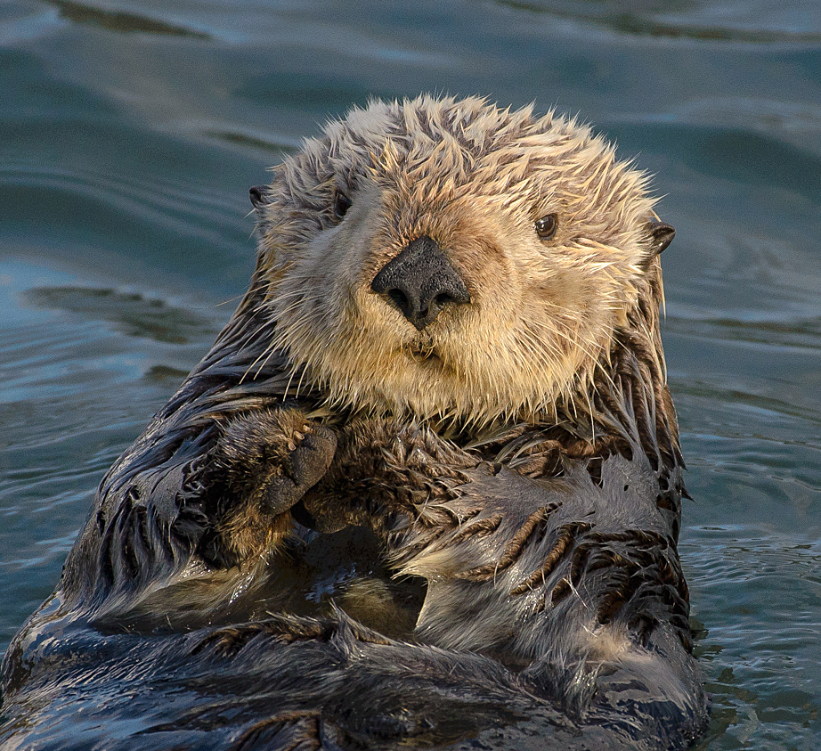 What is a family of sea otters called?